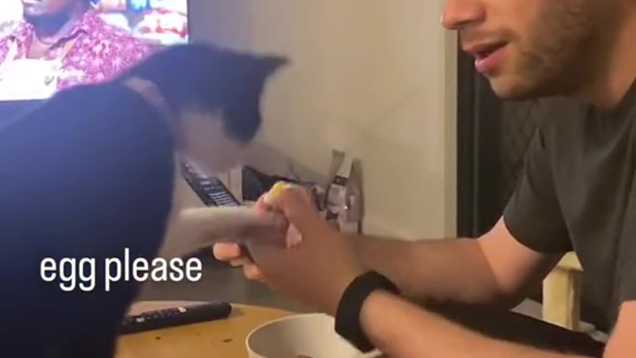 cute cat asking for eggs