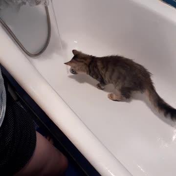 Our cat is not afraid of water