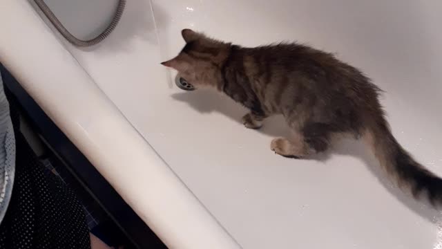 Our cat is not afraid of water