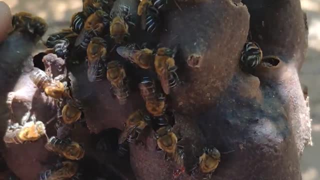 BEES OF BRAZIL