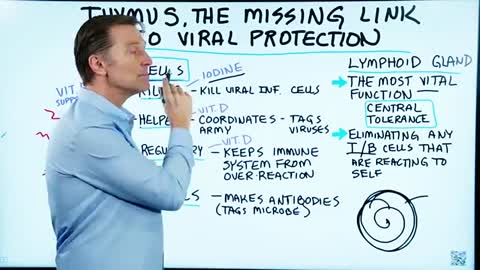 Thymus, the Missing Link in Viral Protection