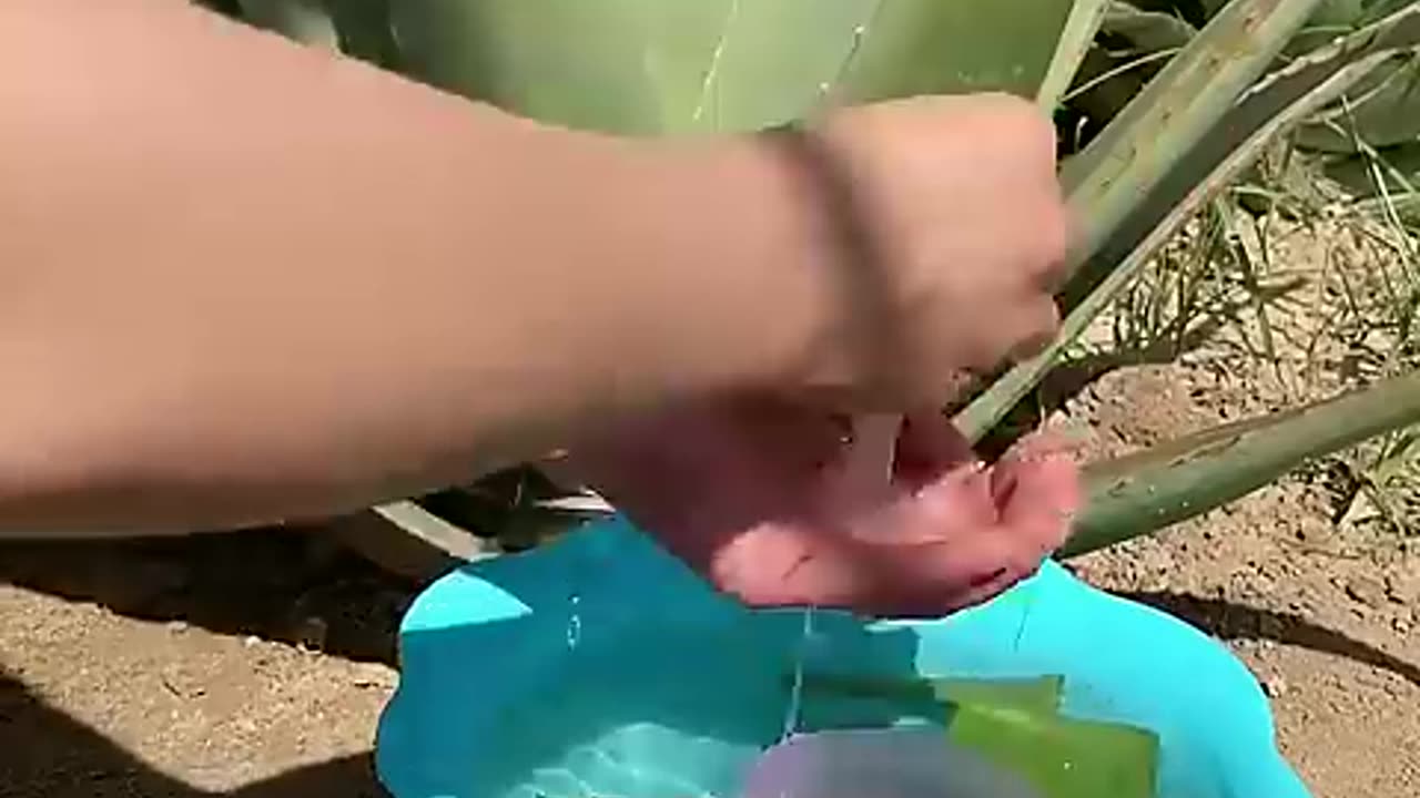 Top 10 amazing beauty hacks with Aloe Vera.