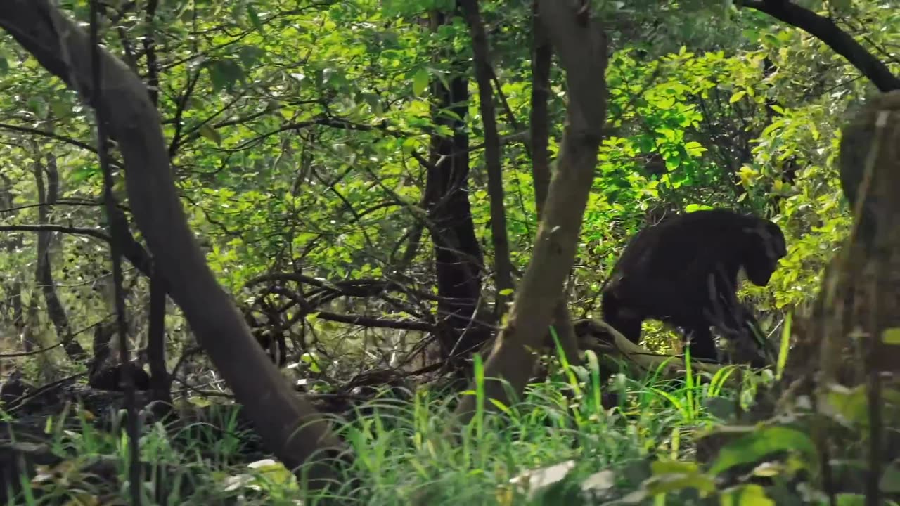 Wild Chimp adopts Pet Kitten