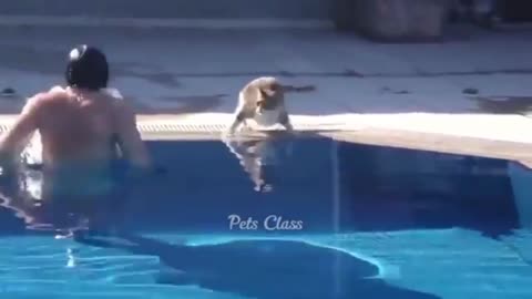 Cat funny video
