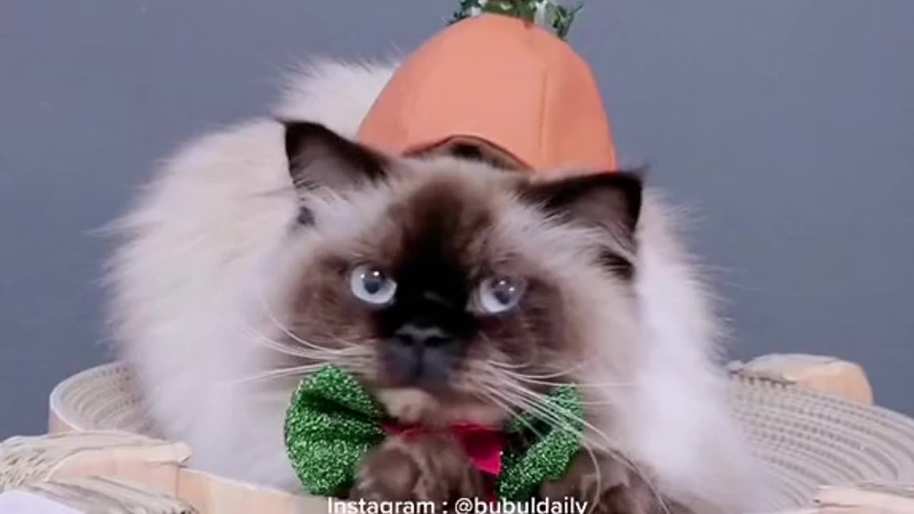 Ras kucing yang cocok untuk di pelihara anak anak