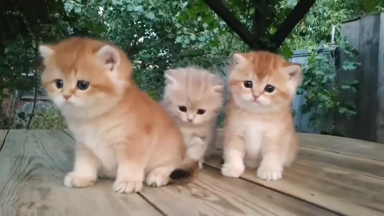 Three little Teddy kittens _ Cutest Baby British kittens