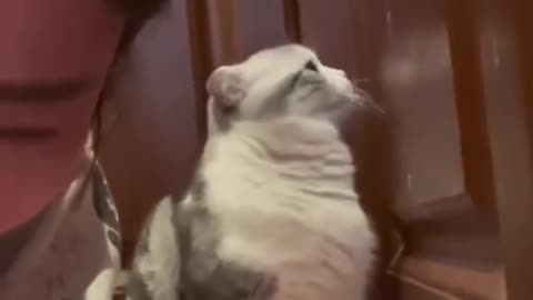 Funny Cats | Funny Pets