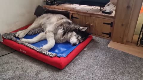 Trying To Wake An Old Sleeping Husky