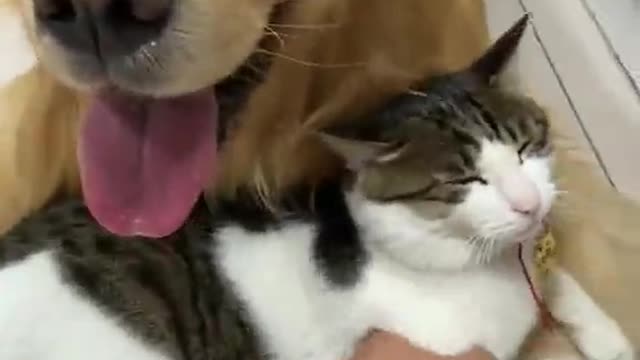 This cat cannot be pulled#LearnOnTikTok #favoritememories #tiktot #foryou #cat #pet #cute #pets