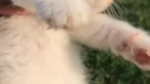 Like all pure creatures, cats are practical.