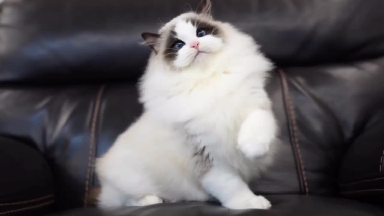 wow...かわいい🐱