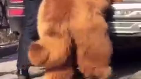 Dog funny video / 300 pounds Dog