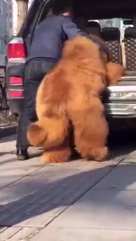 Dog funny video / 300 pounds Dog
