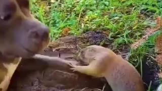 2023 Funny Animals videos