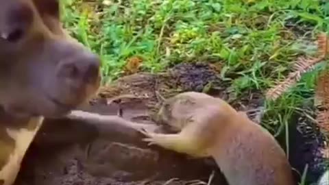 2023 Funny Animals videos
