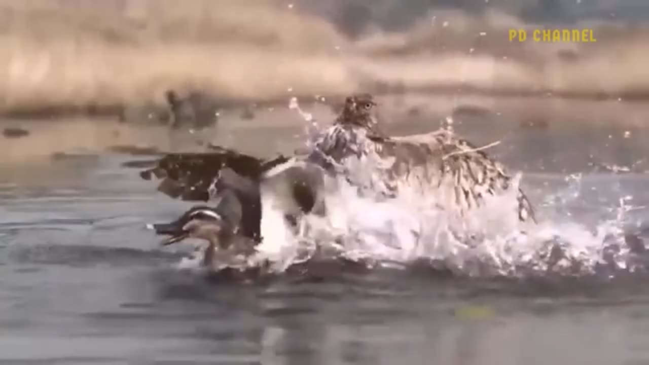 Leopard Risks It All At Extreme Height To Raid Eagle's Nest To Rescue Her Cub But Fail