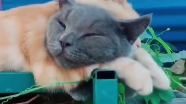 Cat Funny Videos...( cute kitten sleeping) #catlove#love