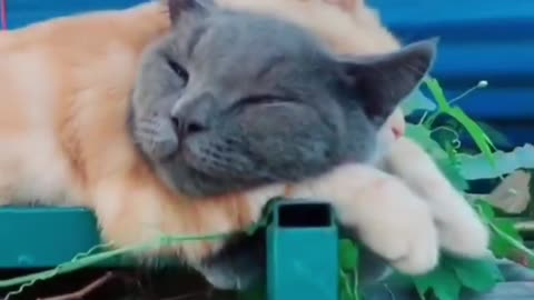 Cat Funny Videos...( cute kitten sleeping) #catlove#love