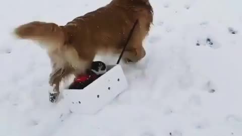 Dog taking cat for a ride in the snow ~funny animals~