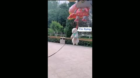 Cute puppy flying with ballons