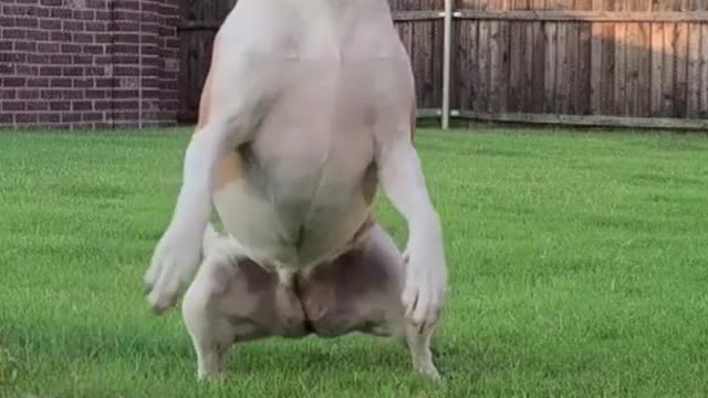 Funniest and Cutest Dog Training
