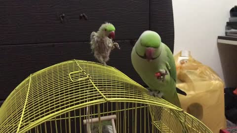 Funny Parrots Video