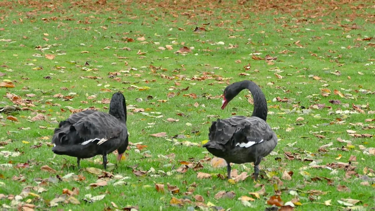 Black Geese Walking On Grass