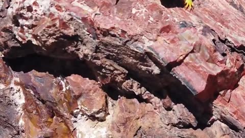 🌲 Unearthing Ancient Treasures at Petrified Forest National Park! 🕰️