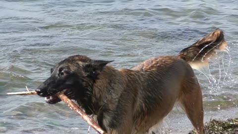 A dog doing great tasks watch for yourself