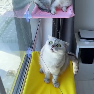 Balconies for cats 🐱 #cats #cat