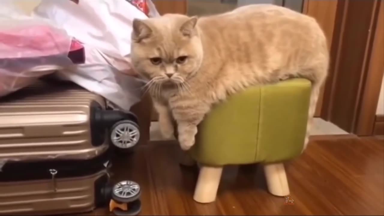 Funny cat video