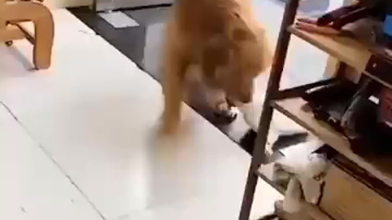 The Dog and the Cat
