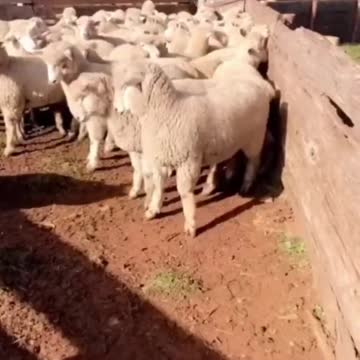 Sheep: Not afraid of you