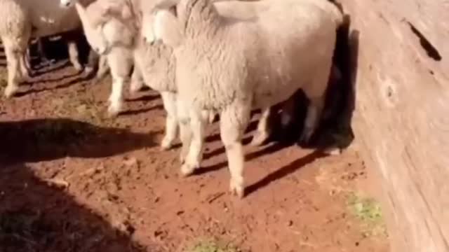 Sheep: Not afraid of you