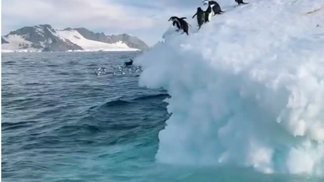 Jumping Pinquins