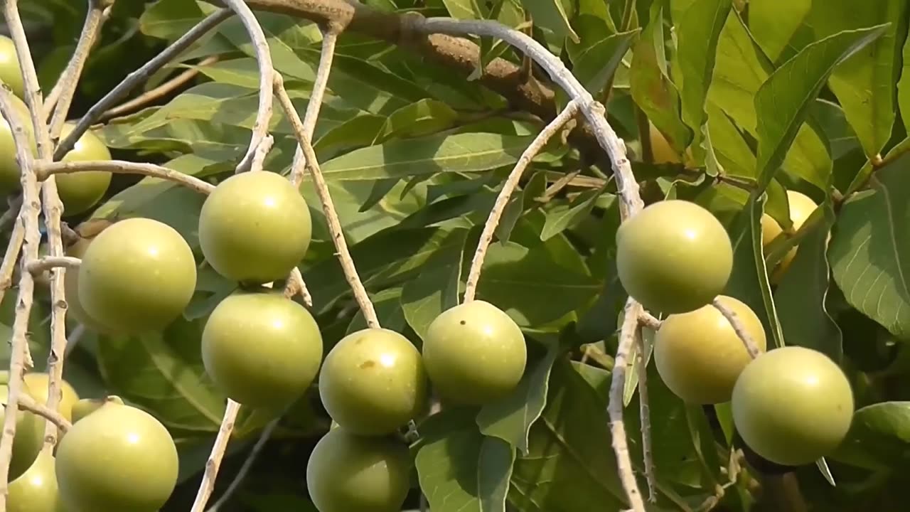 Sapindus Mukorossi, Big Soap Nut Tree Soapberry Washnut, Ritha Reetha