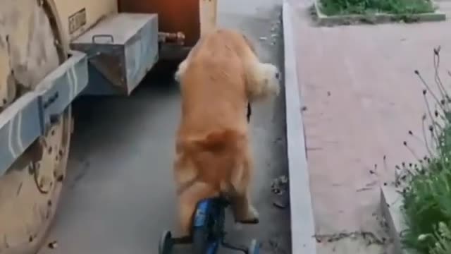 The dog is riding a bike in the street in a funny way