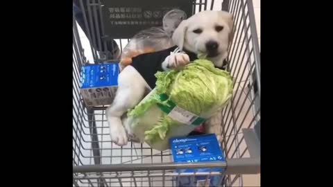 Funny Dogs Video Compilation #1