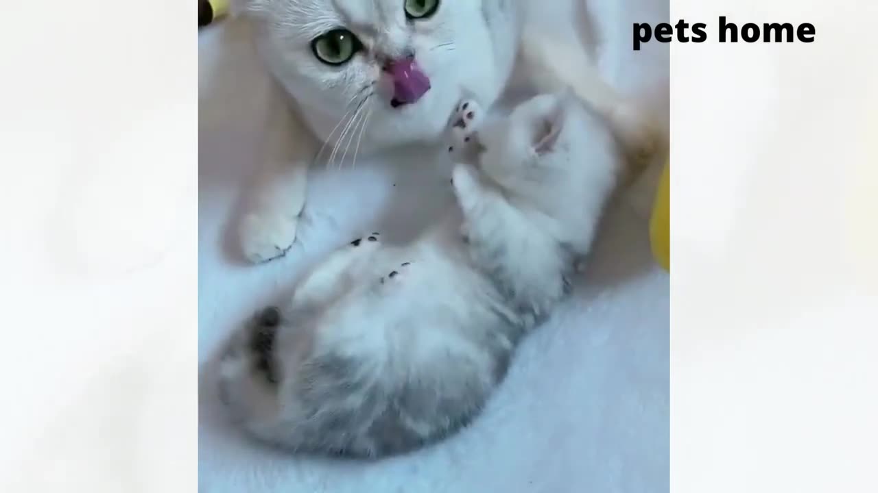 funny animal videos that will make you laugh