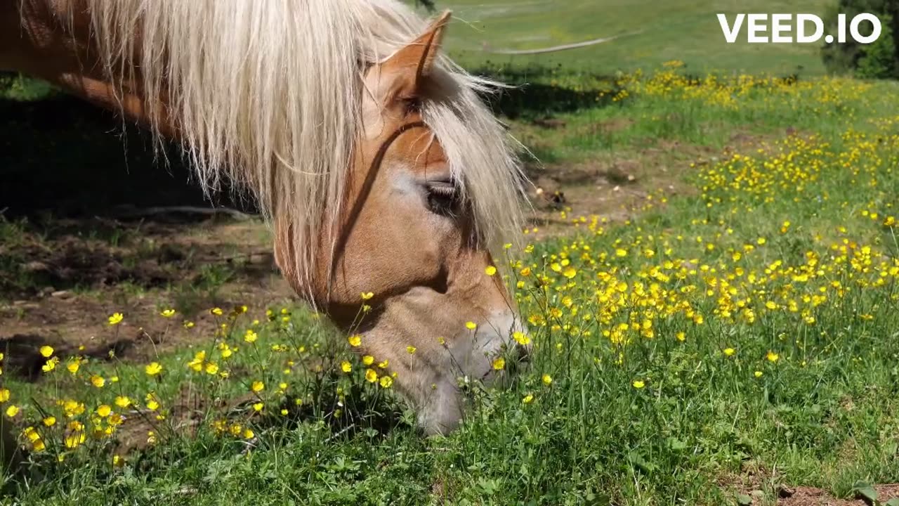 Chillout Ambient Music | Horses Cavalli | Nature (a short test of 2 minutes)