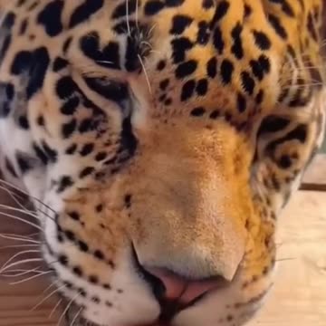 Tiger Vs Lion 🦁 #minivlog #shorts #viral