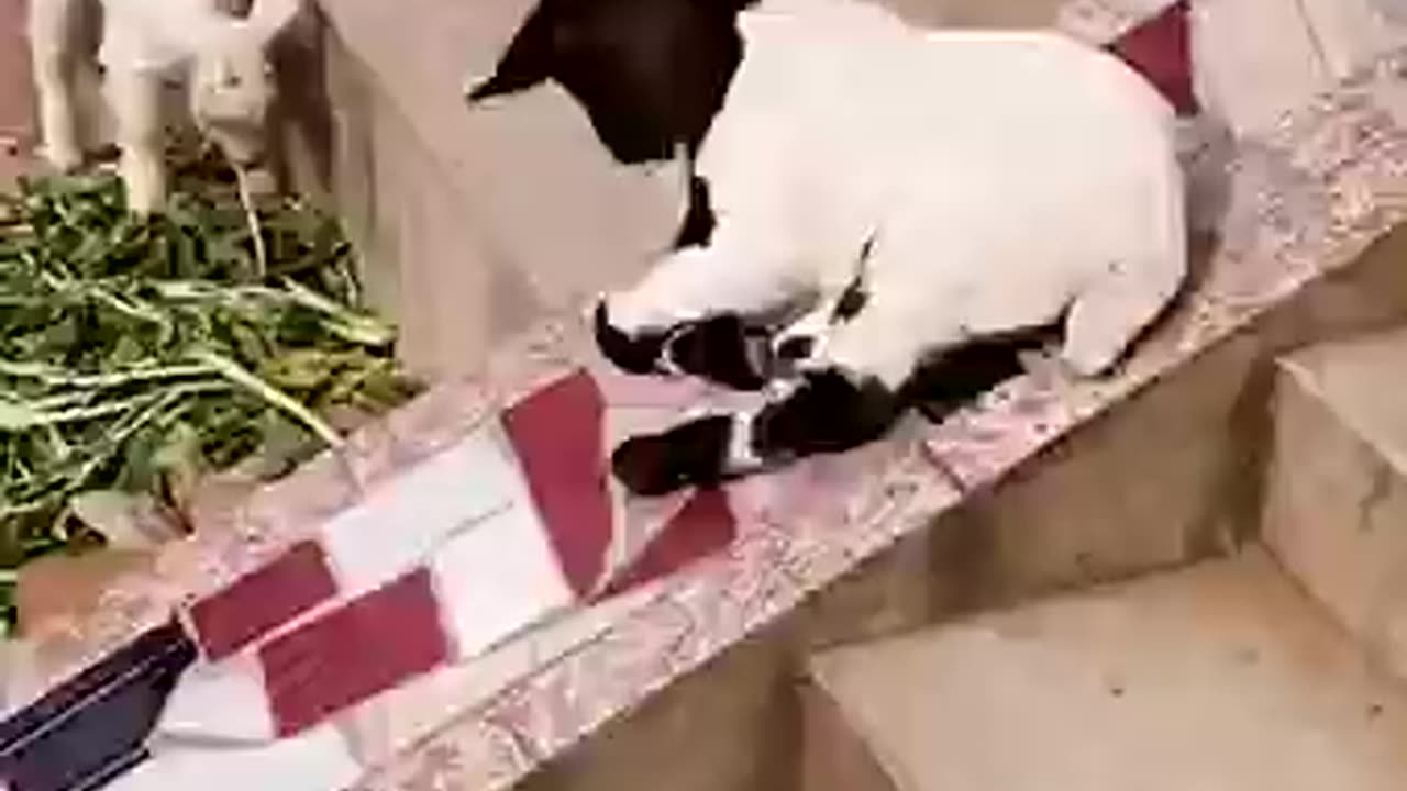 Goats just wants to have afun must watch