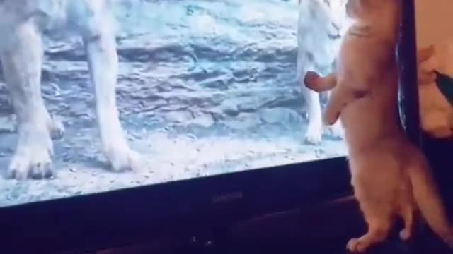 Funny cat video 🐈 funny animals
