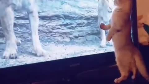 Funny cat video 🐈 funny animals