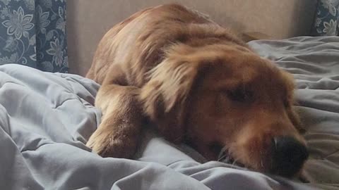 Tank the Golden Retriever Puppy Punches the Bed
