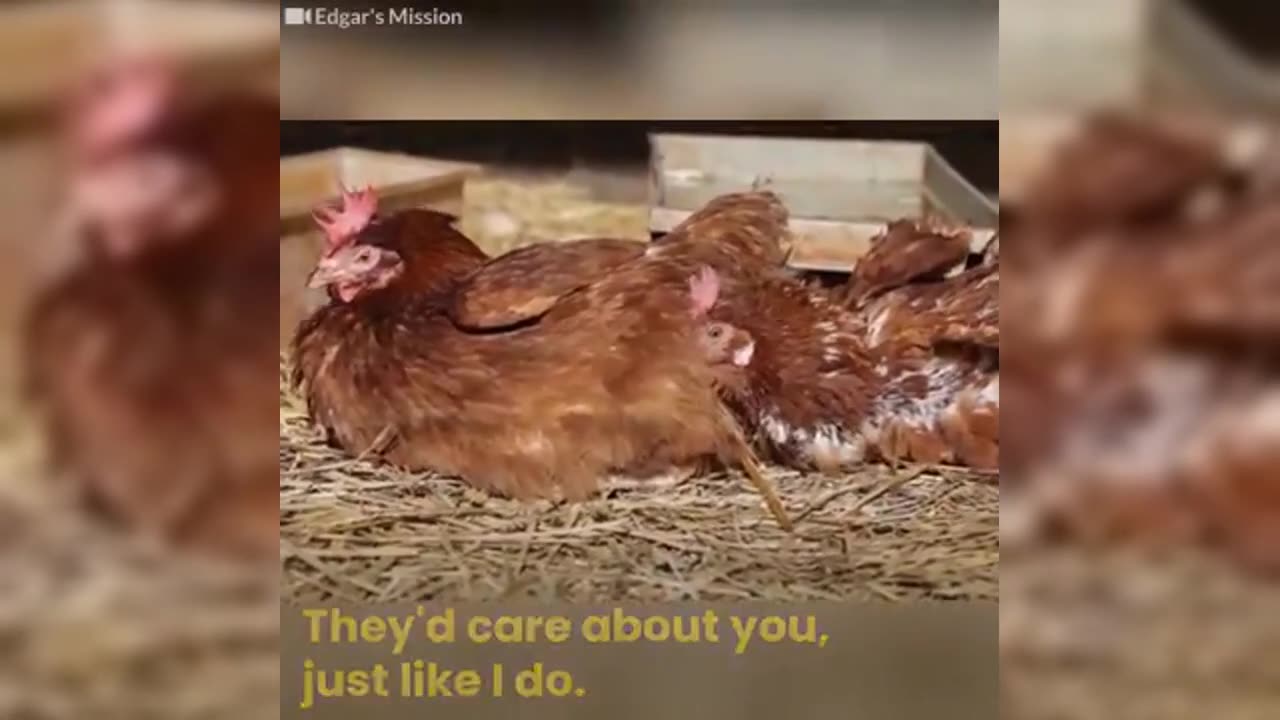 🐾 The Best Friends 🦁❤️🐒 - Heartwarming Animal Friendships 🐶🐱