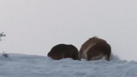 Puma Takedown Guanaco Like in MMA 🔥 #puma #amazinganimals #viral