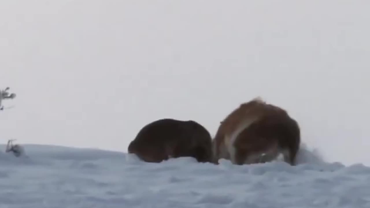 Puma Takedown Guanaco Like in MMA 🔥 #puma #amazinganimals #viral