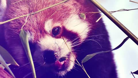 World's Weirdest Animals: Red Panda