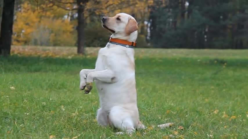 Smart Labrador Tricks Training